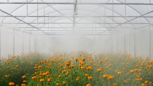 ?สพอ.โพธารามส่งเสริมการขยายพันธุ์ตันกล้าดอกดาวเรือง?